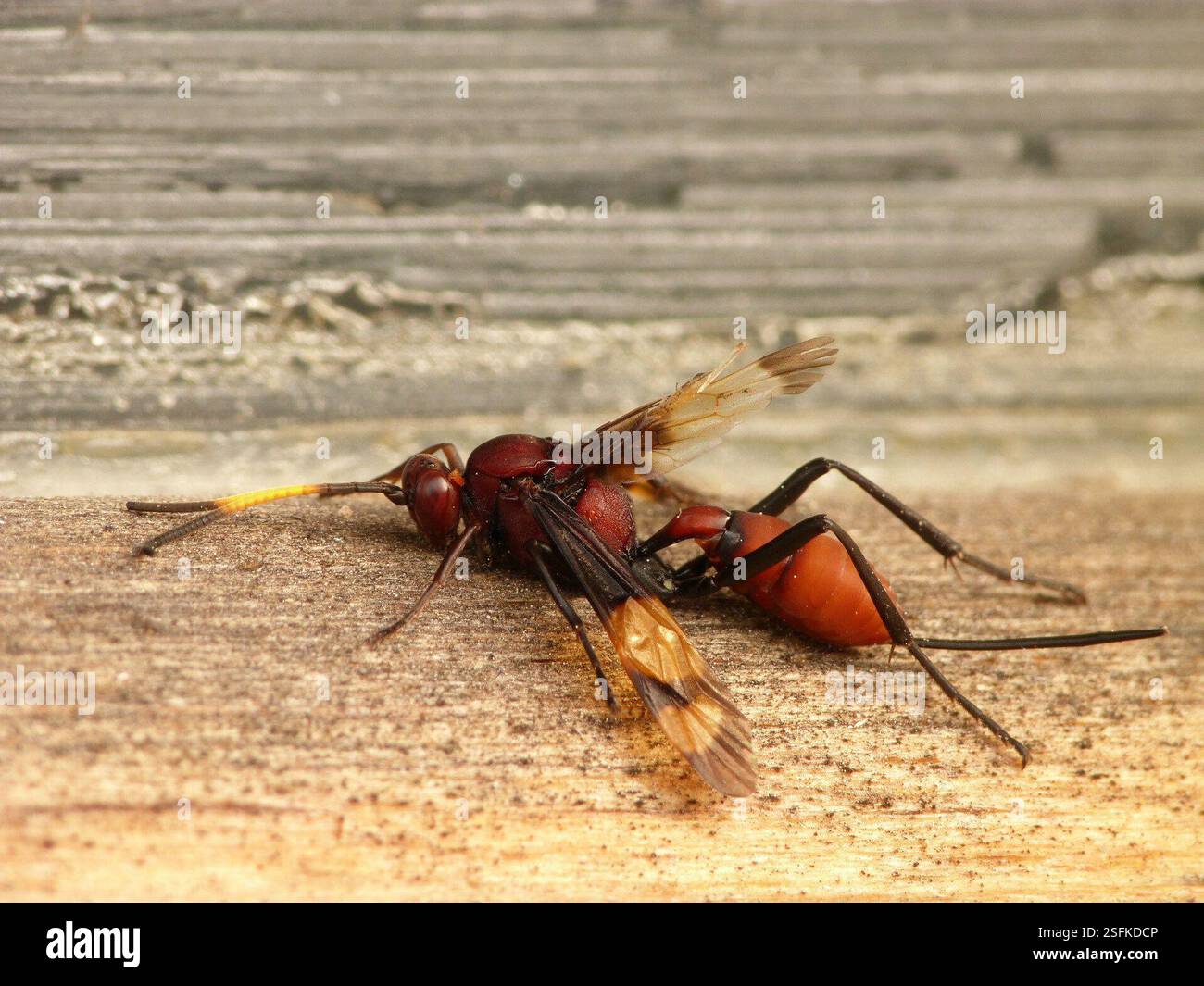 (Compsocryptus melanostigma), Insecta, Guasca, Cundinamarca, Colombia ...