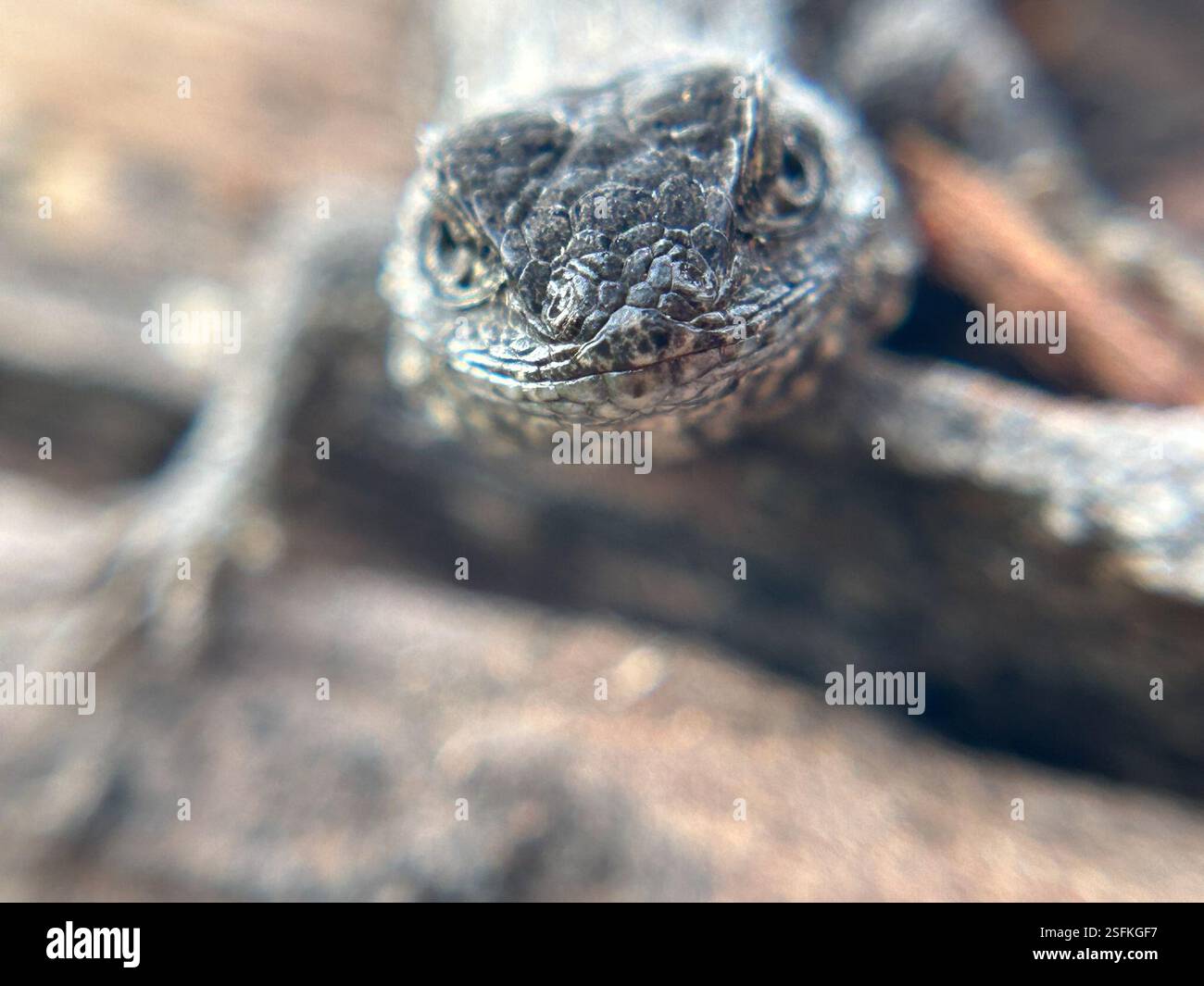 Western Fence Lizard (Sceloporus occidentalis), Reptilia, Montaña de ...