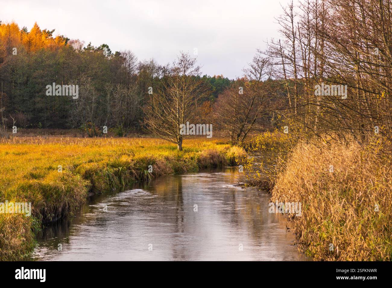 Radunia river flowing through the brown meadows. Forest around, autumn ...