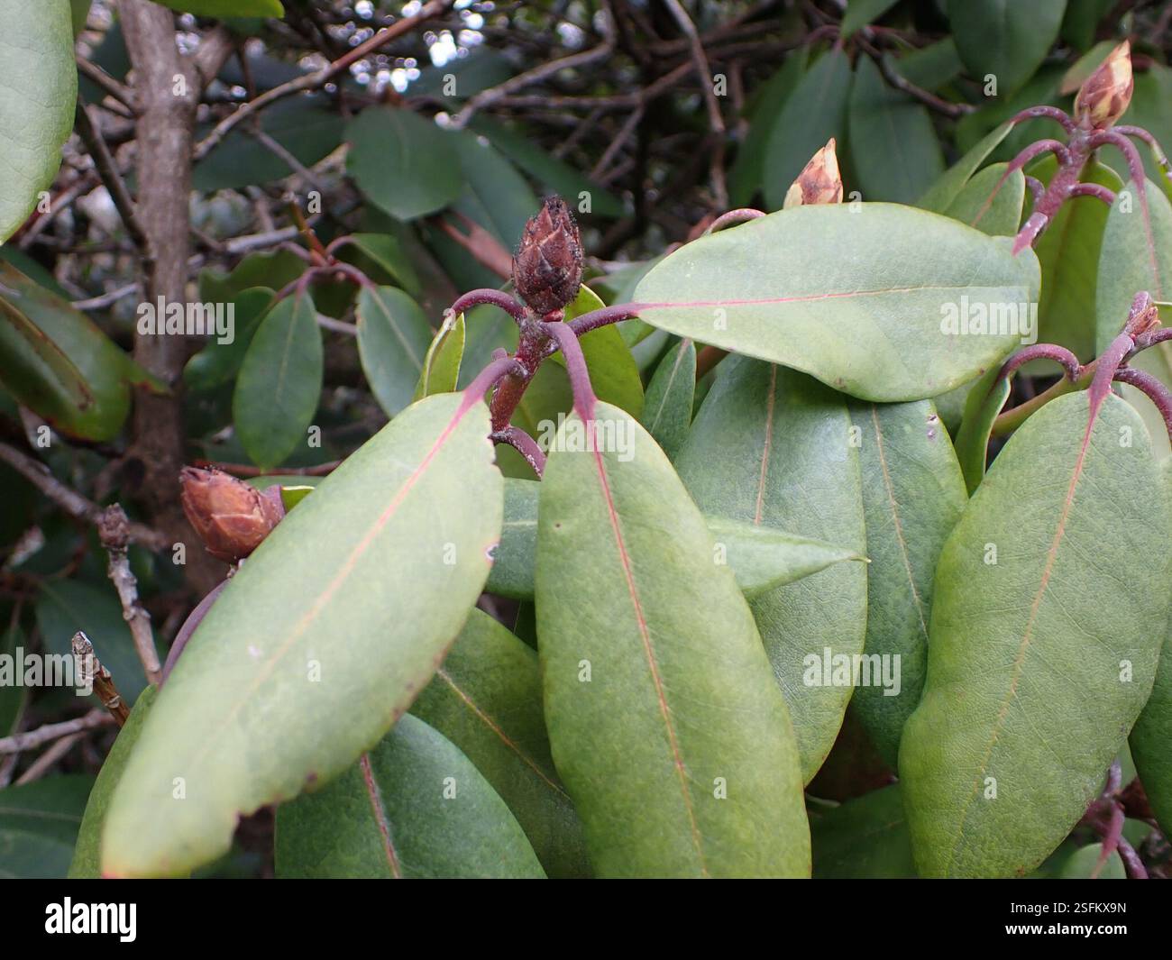 schefflera plant outdoors Schefflera arboricola