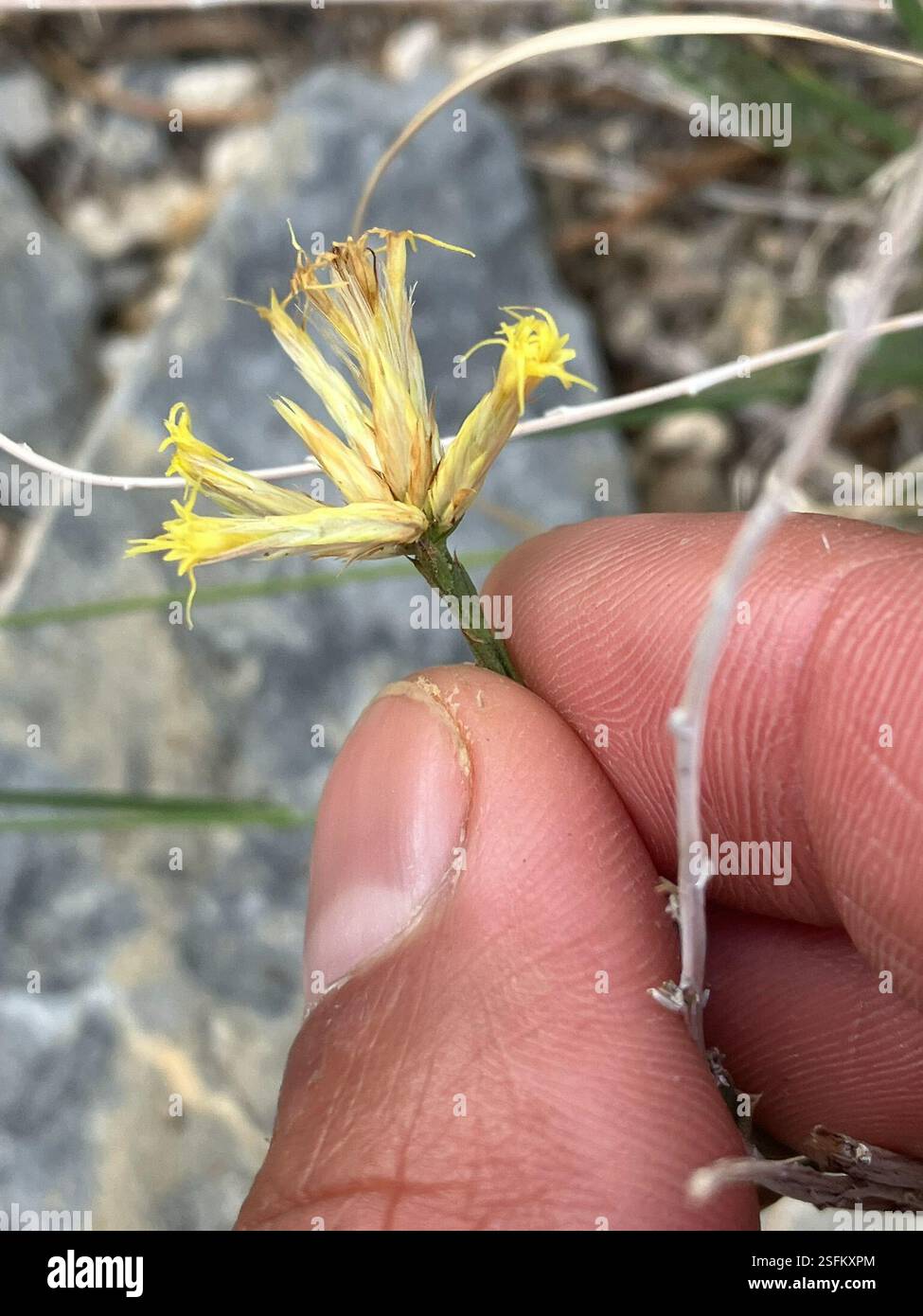 Longflower Rabbitbrush (Chrysothamnus depressus), Plantae, Mojave ...