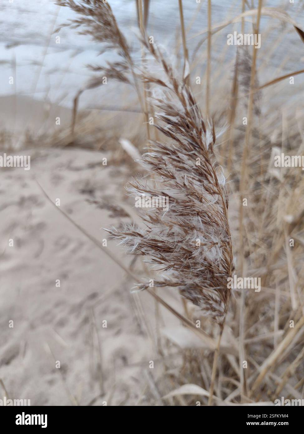 European reed (Phragmites australis australis), Plantae, Gdańsk, Polska ...