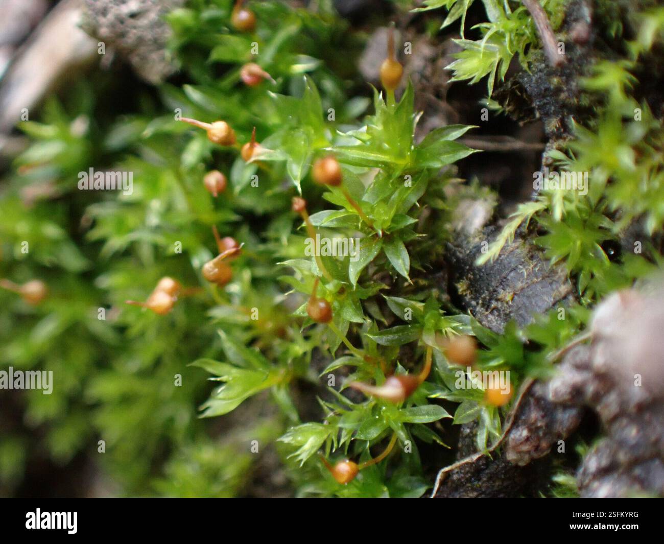 Common Pottia (Tortula truncata), Plantae, Alberni-Clayoquot, BC, Canada, On soil of tip up behind a portapotty Stock Photo