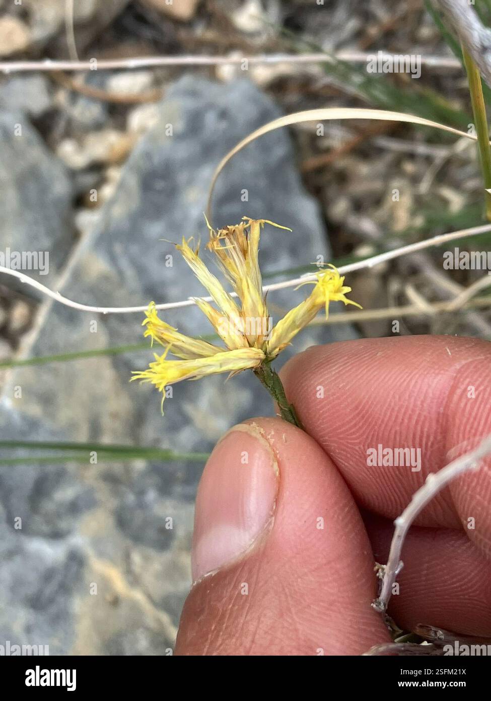 Longflower Rabbitbrush (Chrysothamnus depressus), Plantae, Mojave ...