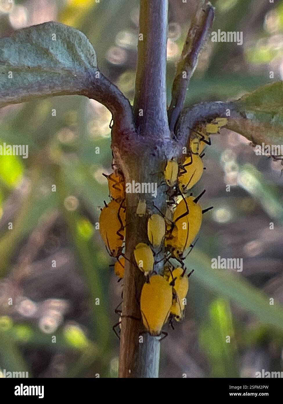 Oleander Insect Oleander Aphid (Aphis nerii), Insecta, Torrey Pines State Natural ...