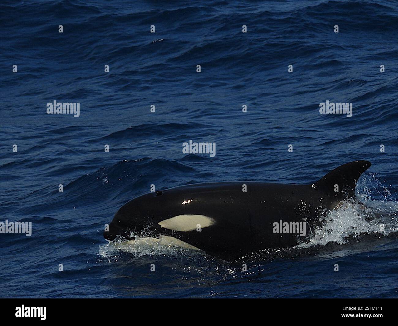 Orca (Orcinus orca), Mammalia, Bremer Bay WA 6338, Australia Stock ...