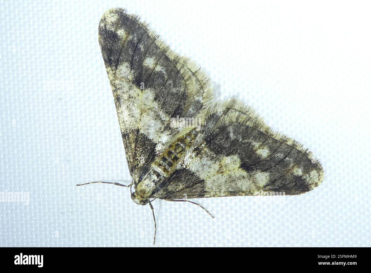 Spring Usher Moth (Agriopis leucophaearia), Insecta, South Heale ...