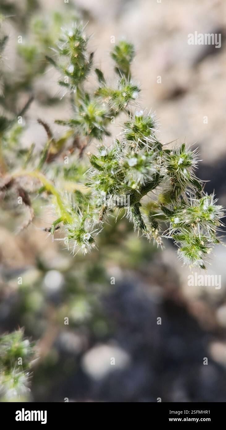 Guadalupe cryptantha (Cryptantha maritima), Plantae, Mecca, CA 92254 ...