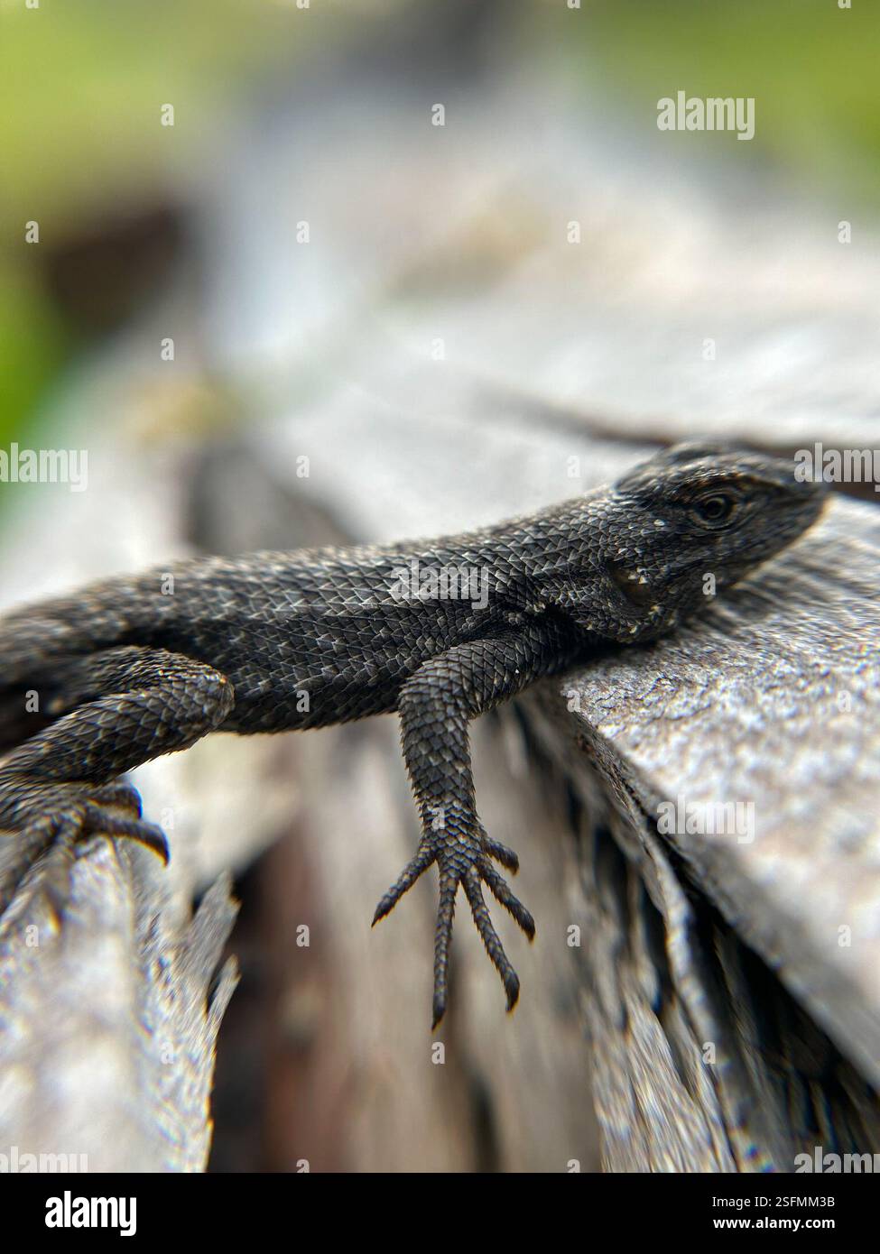 Western Fence Lizard (Sceloporus occidentalis), Reptilia, Montaña de ...