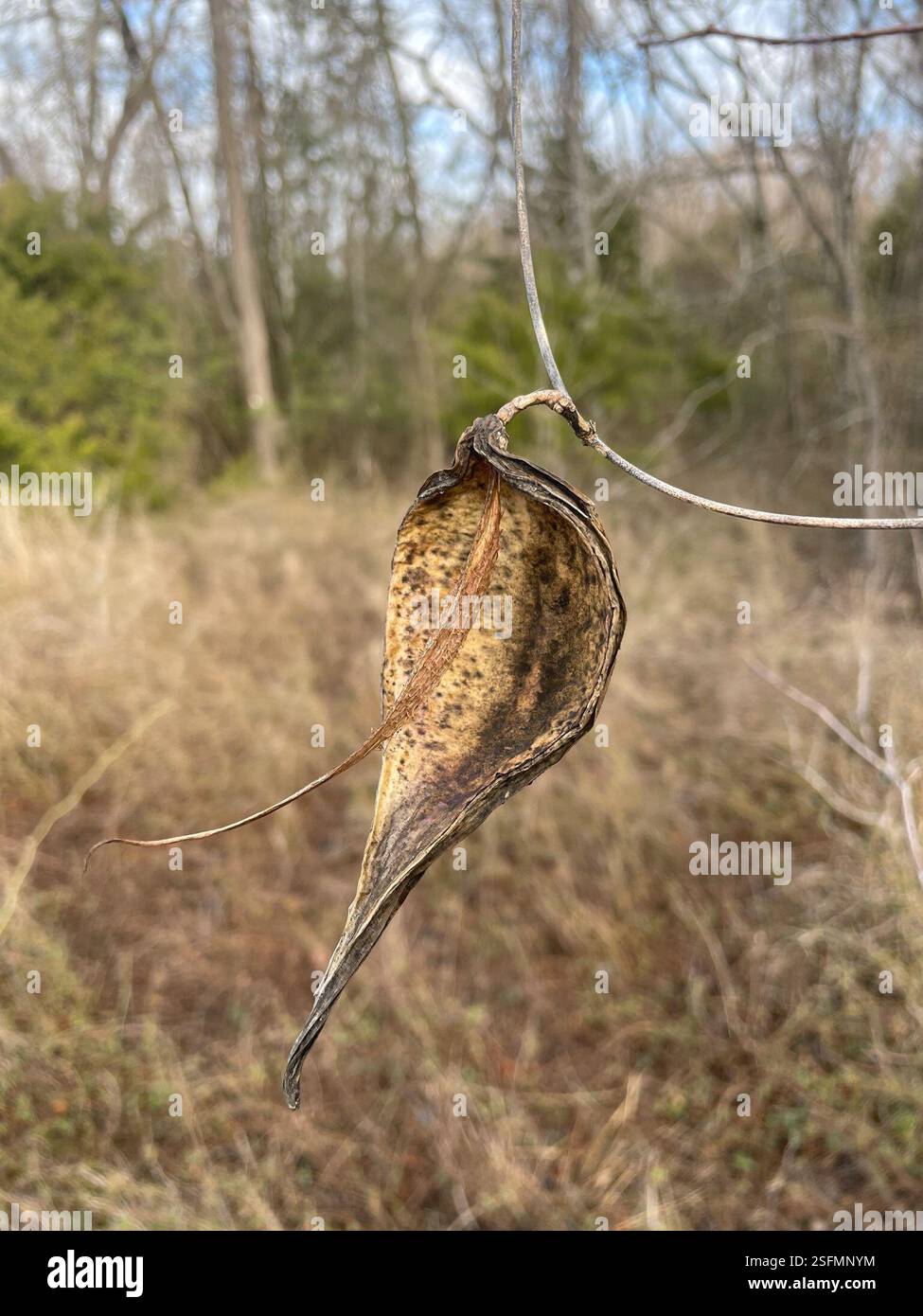 Anglepod (Gonolobus suberosus), Plantae, McKinney, TX, US Stock Photo ...