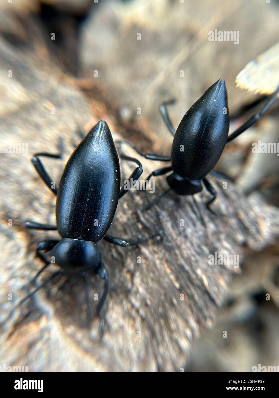 (Eleodes acuticauda), Insecta, Montaña de Oro State Park, Los Osos, CA ...
