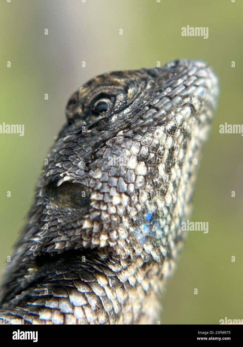 Western Fence Lizard (Sceloporus occidentalis), Reptilia, Montaña de ...