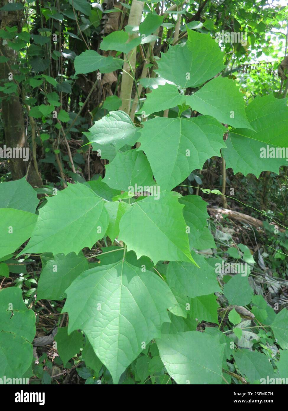 Kashmir tree (Gmelina arborea), Plantae, Mé-Zóchi, São Tomé e Príncipe ...