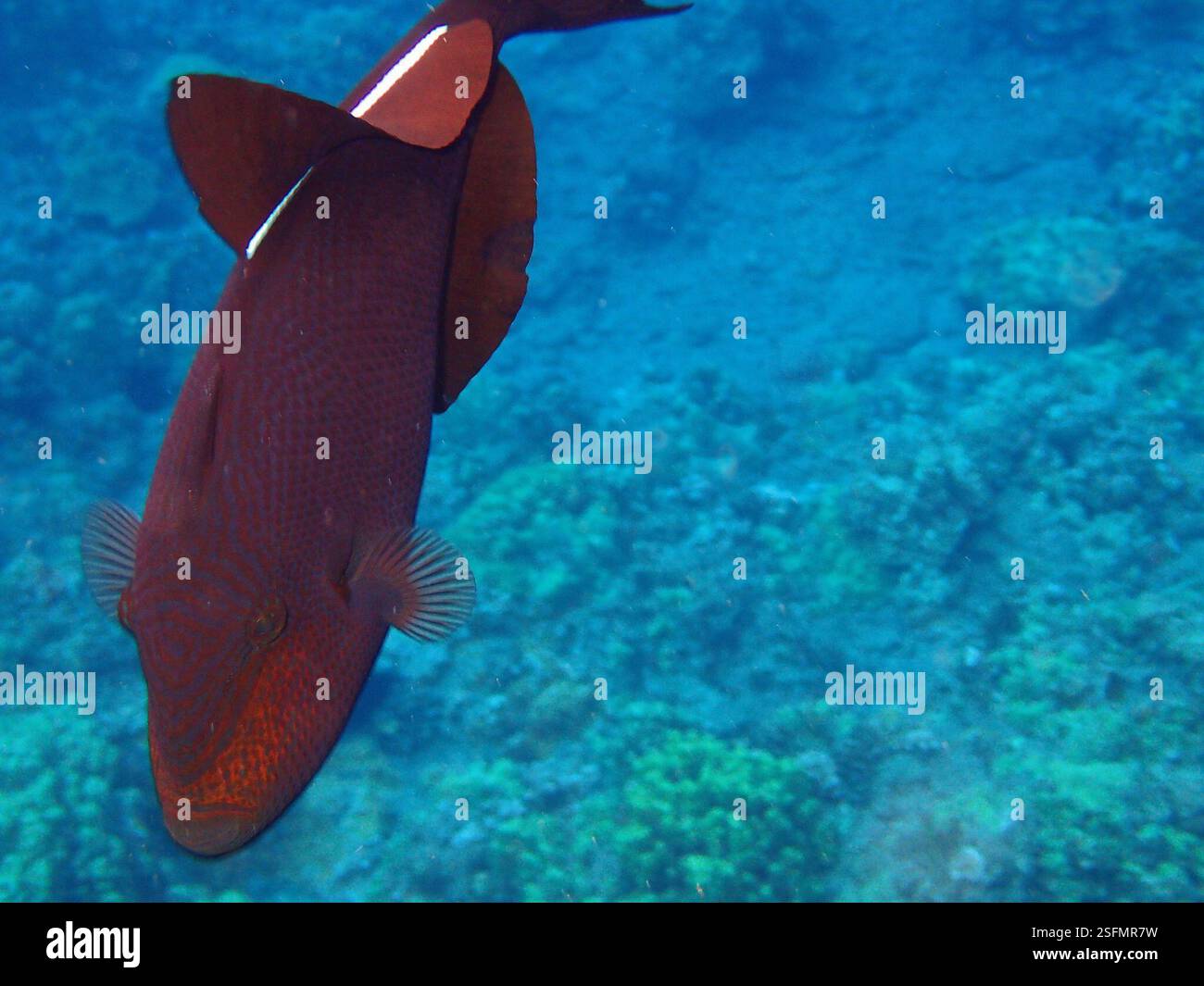 Black Triggerfish (Melichthys niger), Actinopterygii, Maui, HI 96708 ...