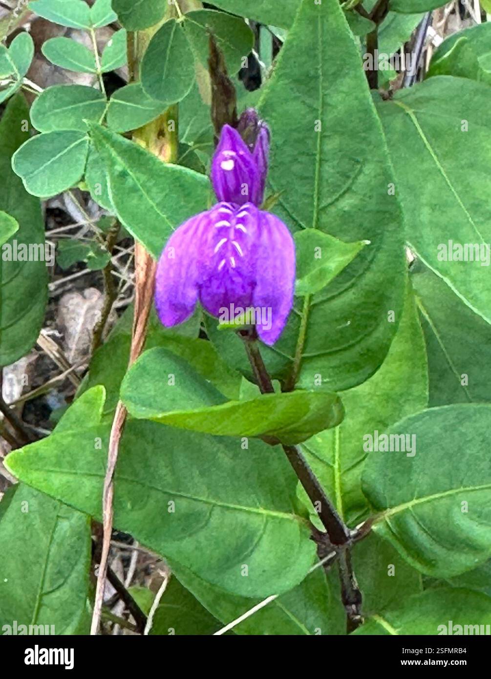 (Justicia androsaemifolia), Plantae, Cabrits National Park, Dominica ...