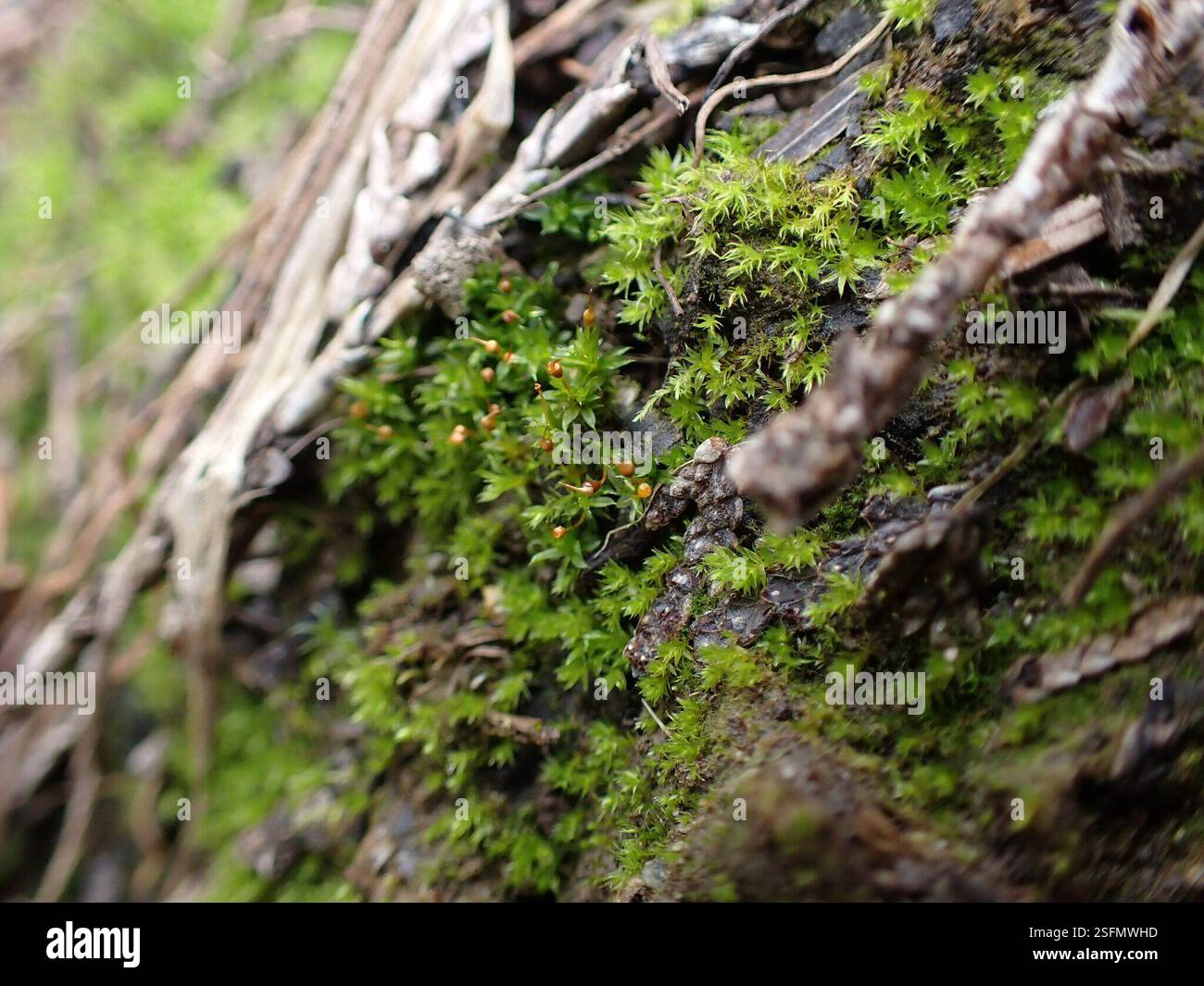 Common Pottia (Tortula truncata), Plantae, Alberni-Clayoquot, BC, Canada, On soil of tip up behind a portapotty Stock Photo