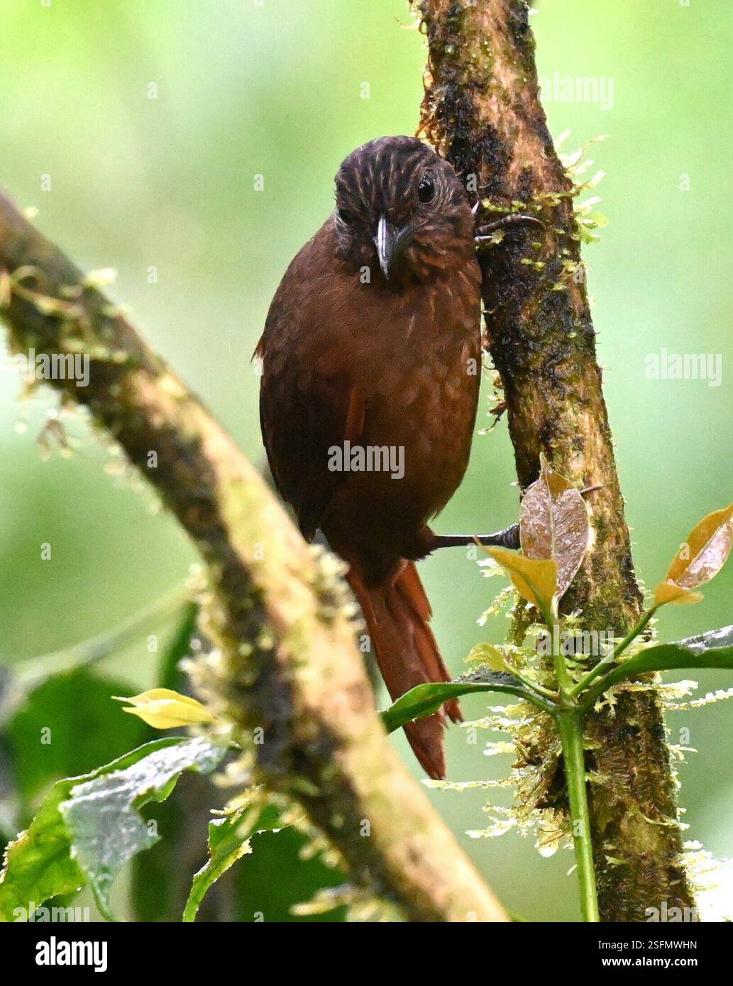 Streak-capped Treehunter (Thripadectes virgaticeps), Aves, Pacto Aria ...