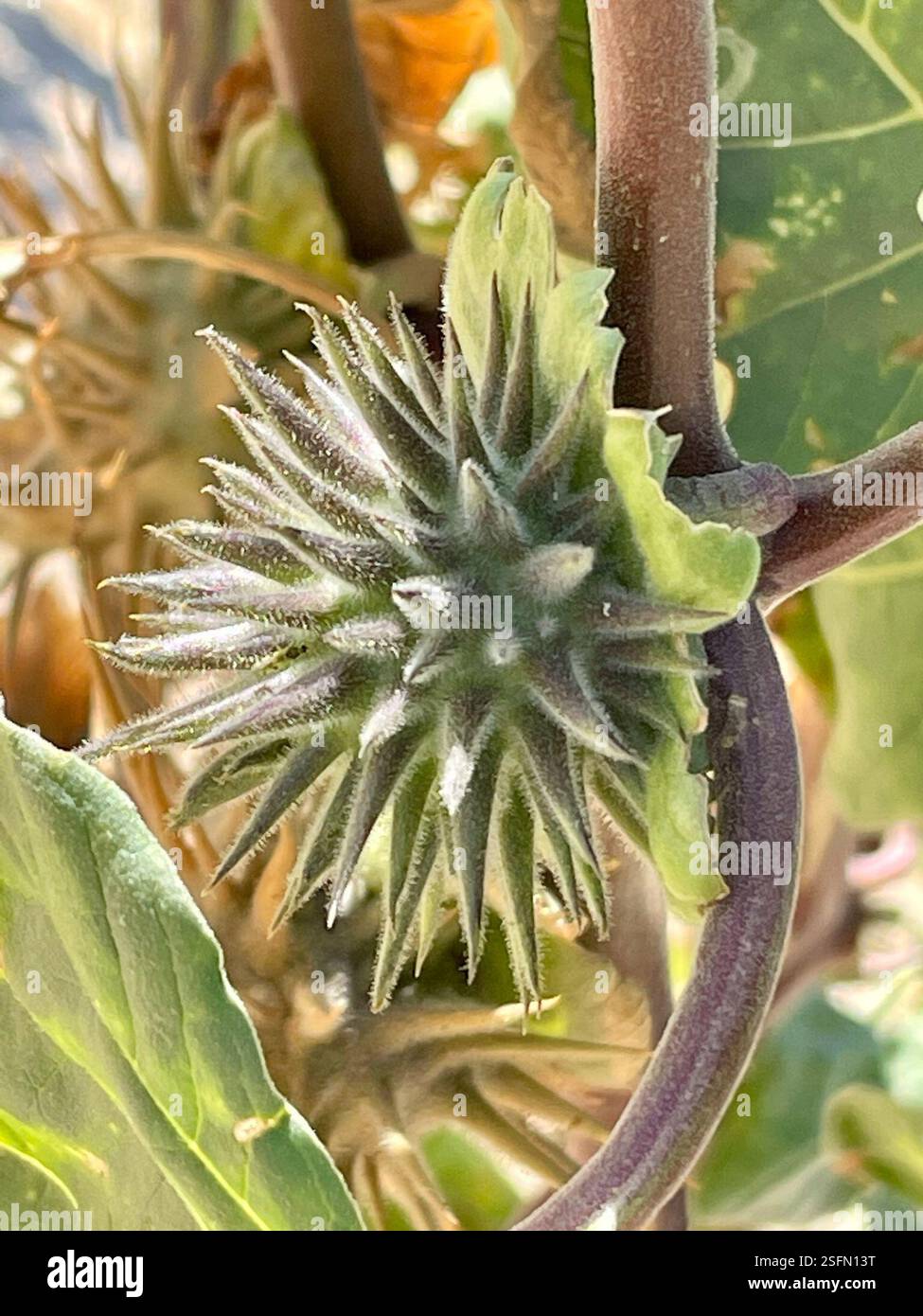 desert thorn-apple (Datura discolor), Plantae, Anza-Borrego Desert ...