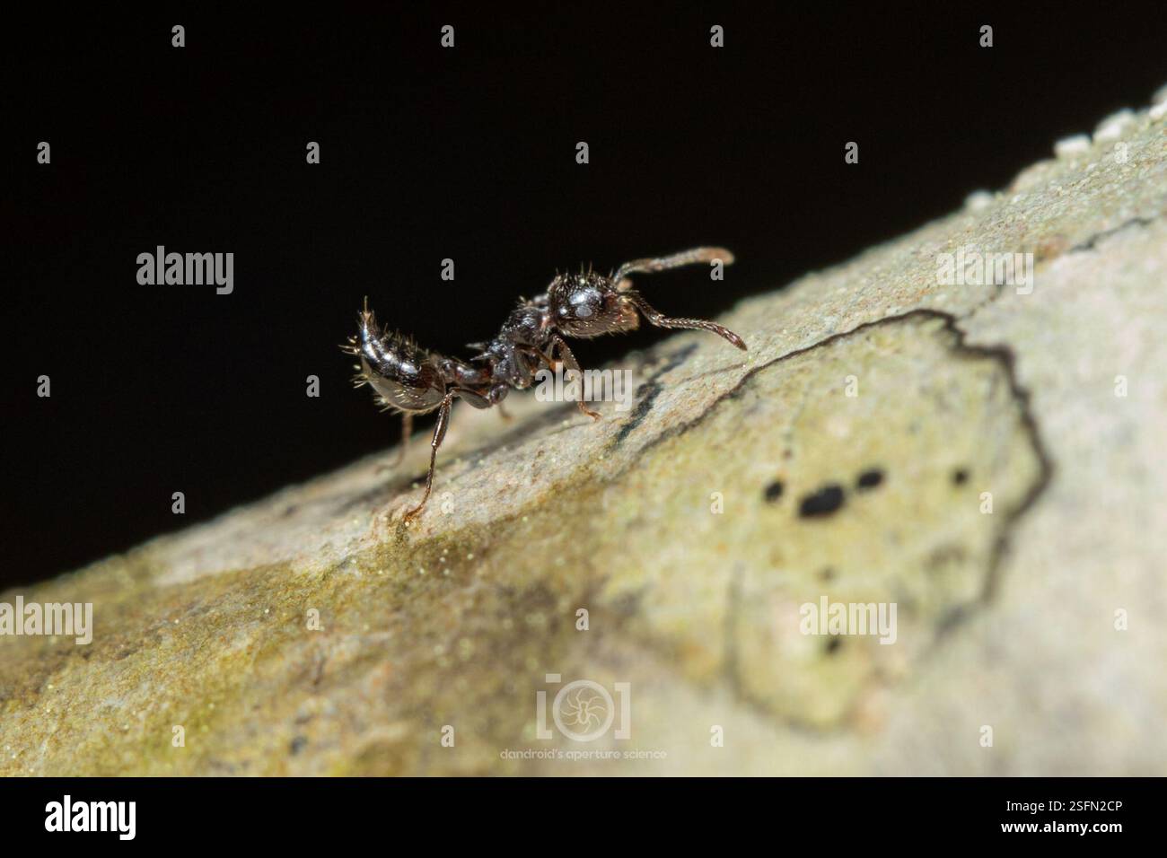 Hairy-headed Acrobat Ant (Crematogaster pilosa), Insecta, Chimney Lakes ...