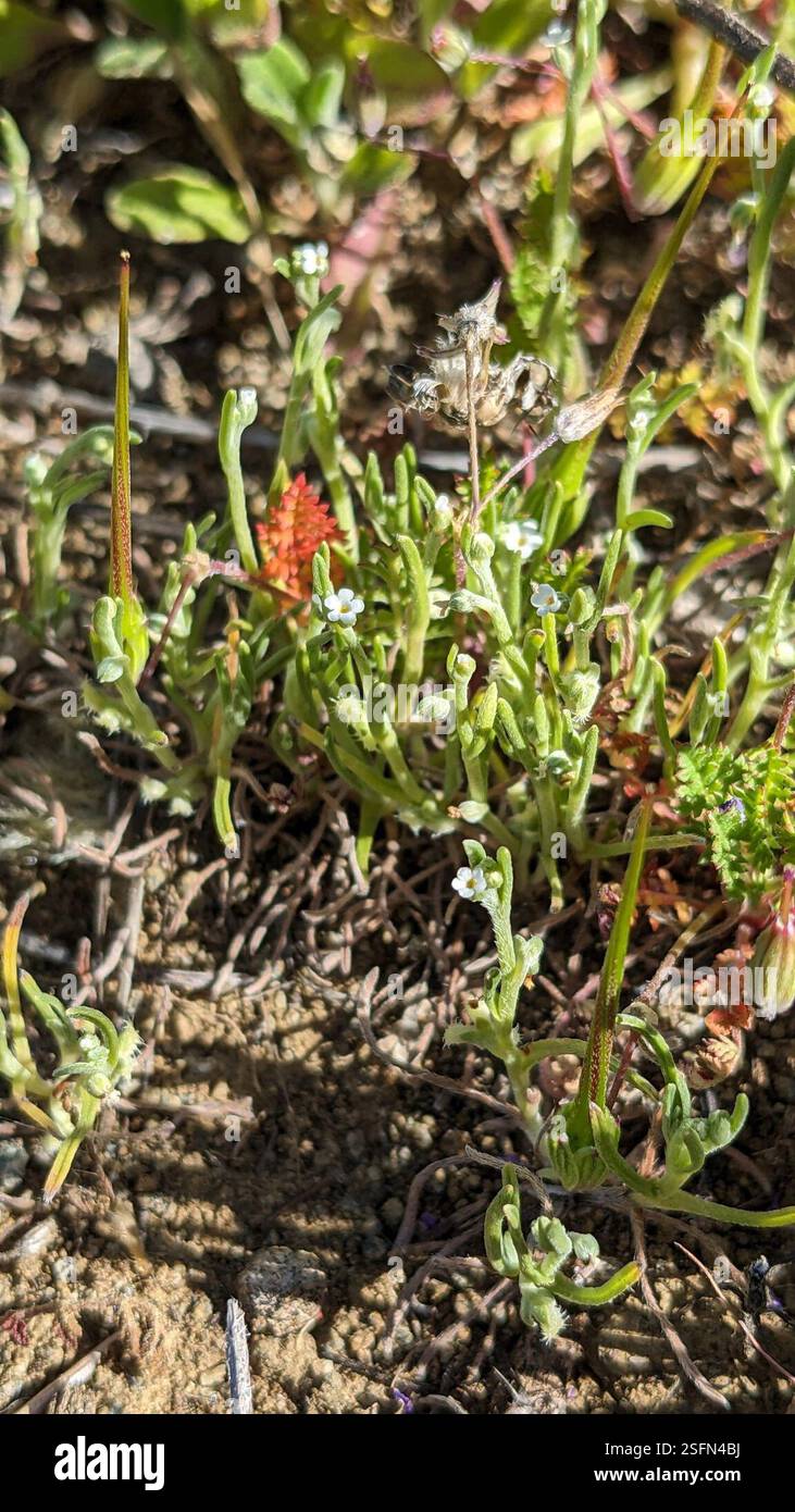 sagebrush combseed (Pectocarya linearis), Plantae, Topanga, CA, USA ...