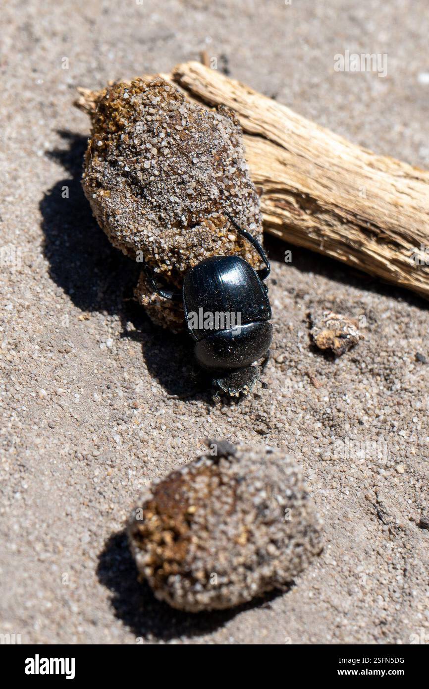 Wc Insect True Dung Beetles (Scarabaeus), Insecta, Table Mountain National Park ...