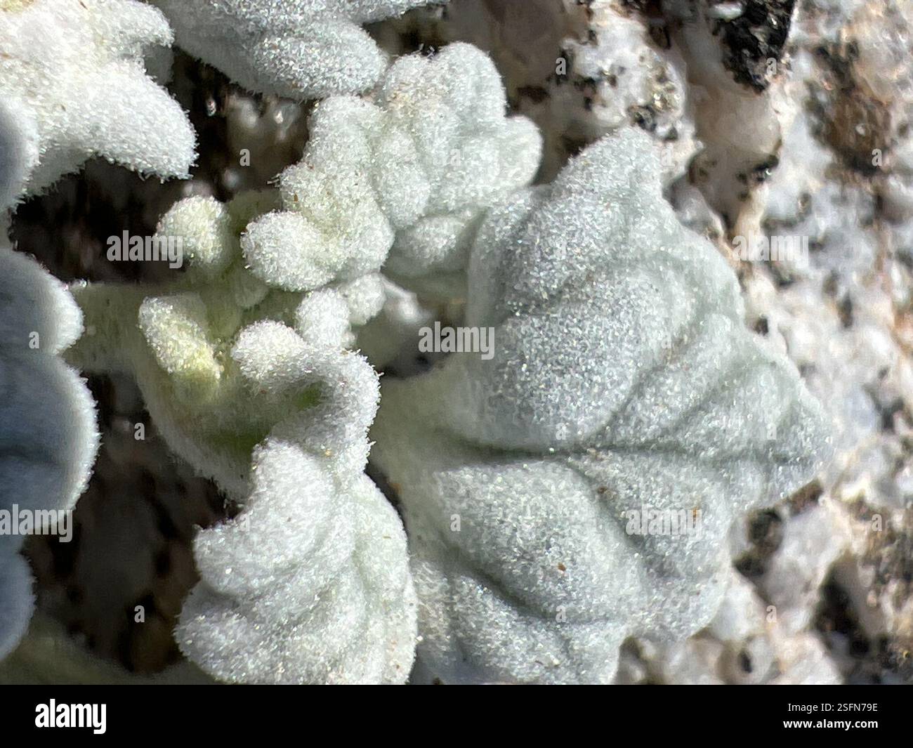 Turtle Back Roots Turtleback (Psathyrotes ramosissima), Plantae, Anza-Borrego Desert ...