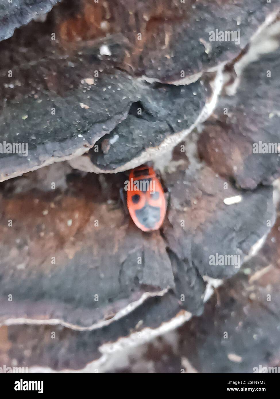 European Firebug (Pyrrhocoris apterus), Insecta, 35037 Marburg ...