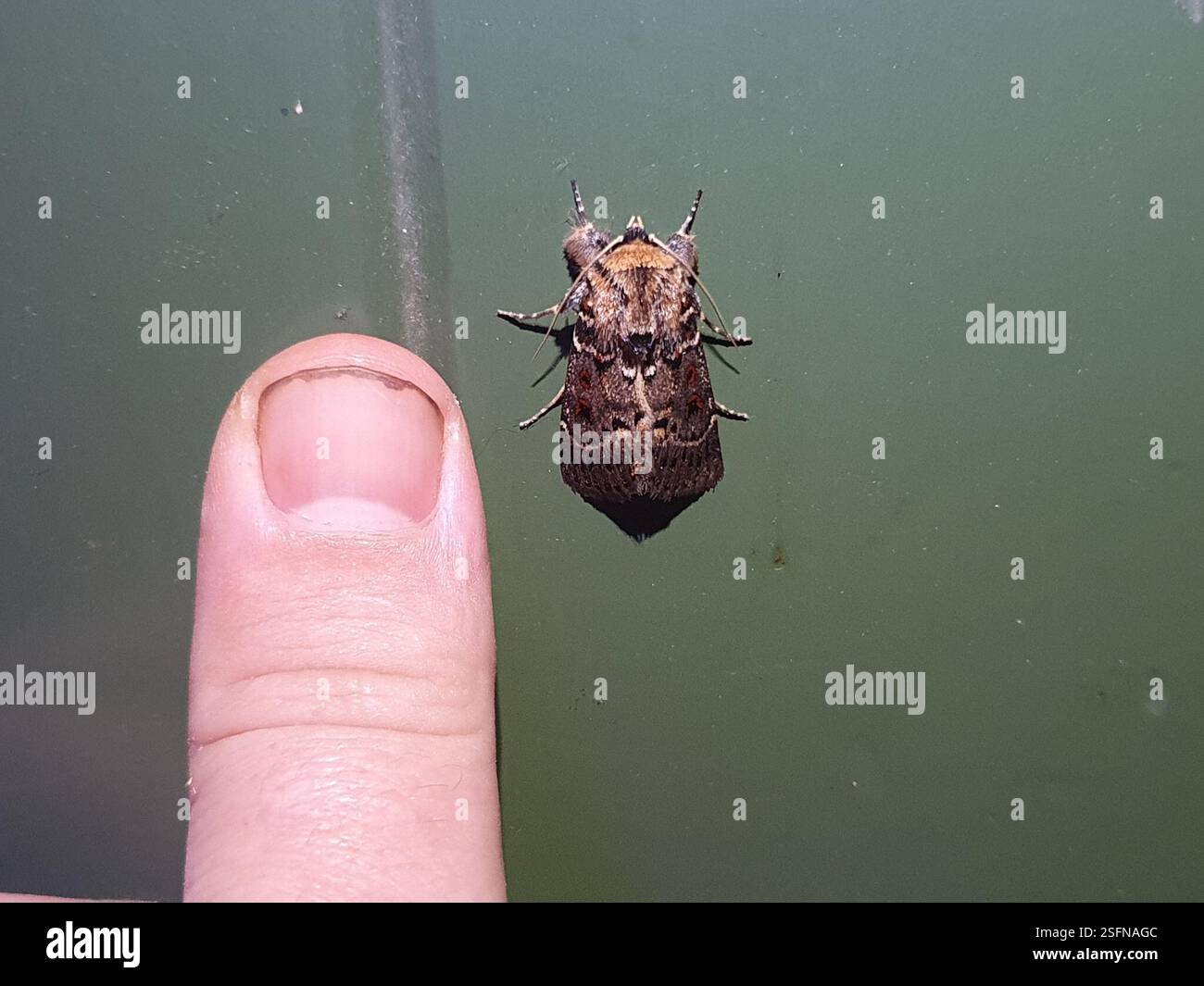(Proteuxoa sanguinipuncta), Insecta, Mākara, Wellington, New Zealand ...