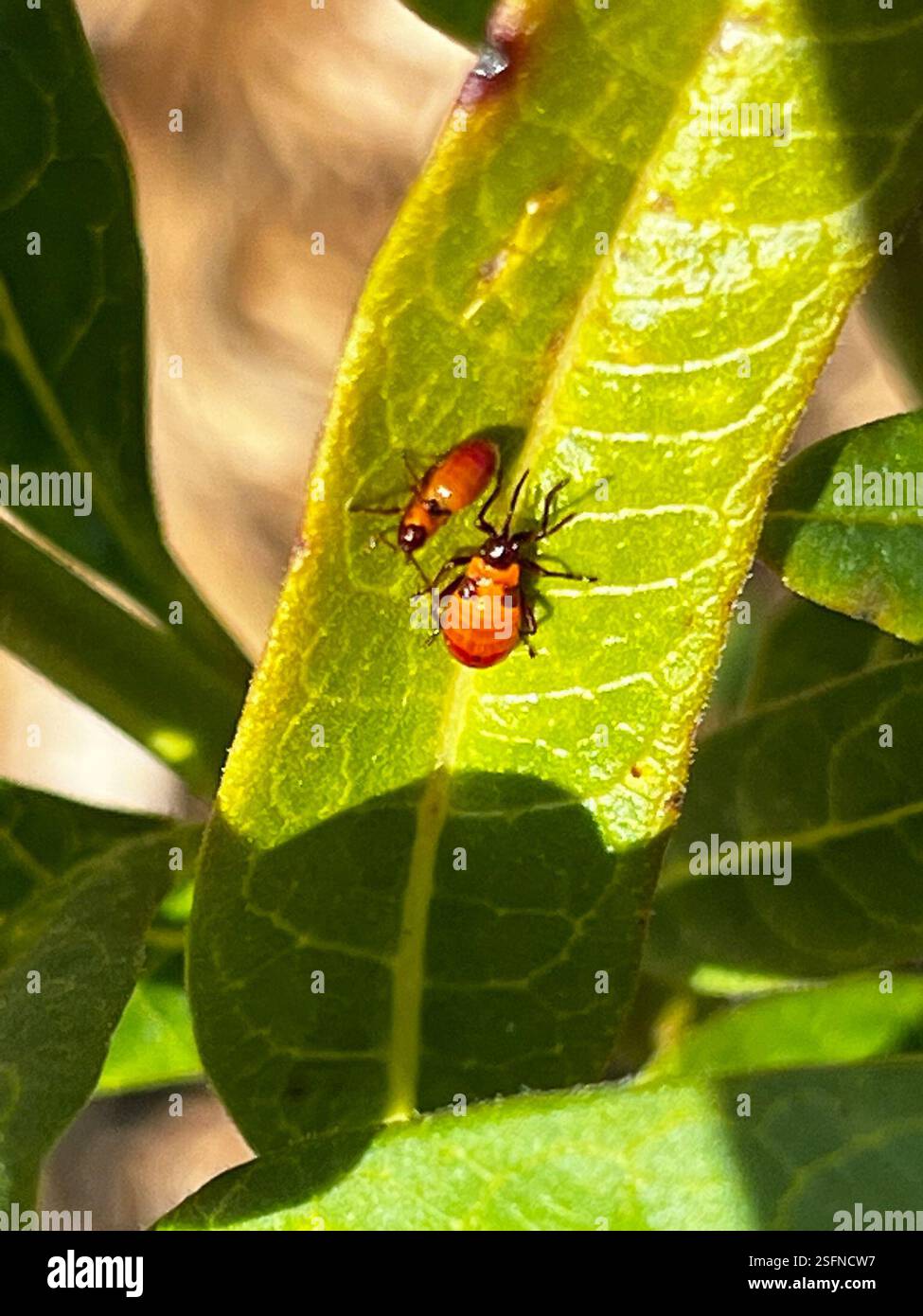 Golfrise Insect (Oncopeltus cingulifer), Insecta, Pelican Sound Golf & River Club ...