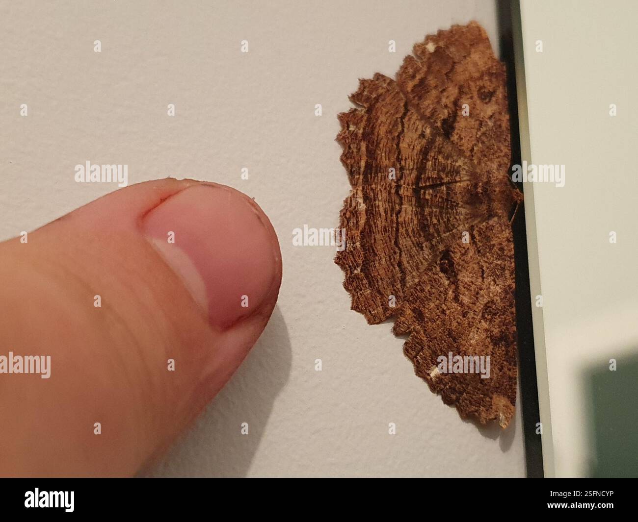 Brown evening moth (Gellonia dejectaria), Insecta, Wellington, New ...