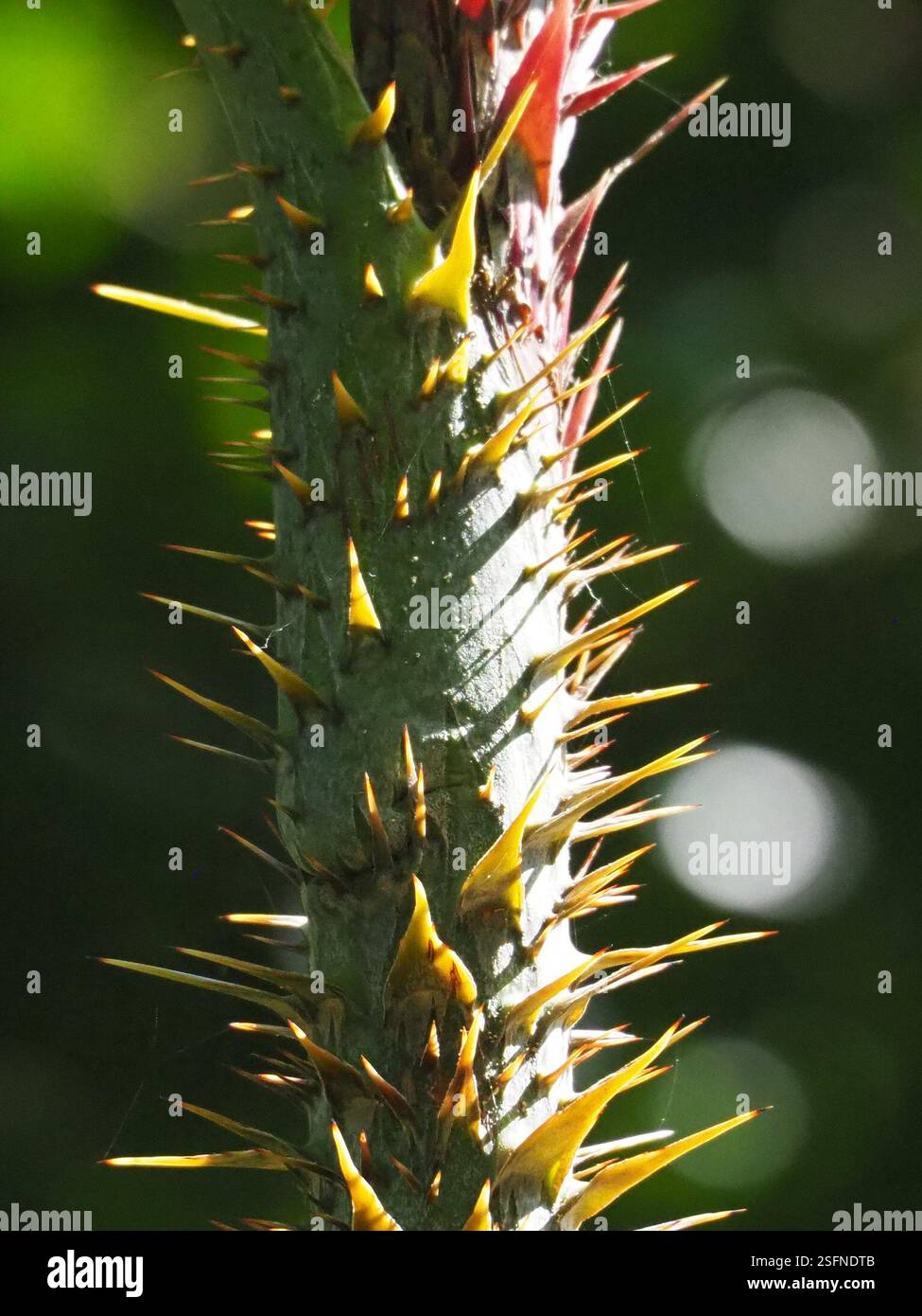 Yellow Rotang Palm (Calamus formosanus), Plantae, 台灣新北市 Stock Photo - Alamy