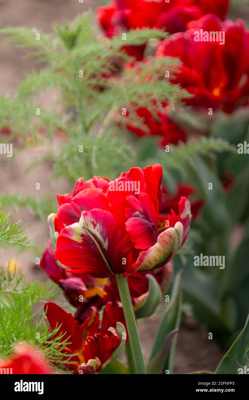 Red Flower Rococo Tulip Rococo in close-up flower with several other flowers in the ...
