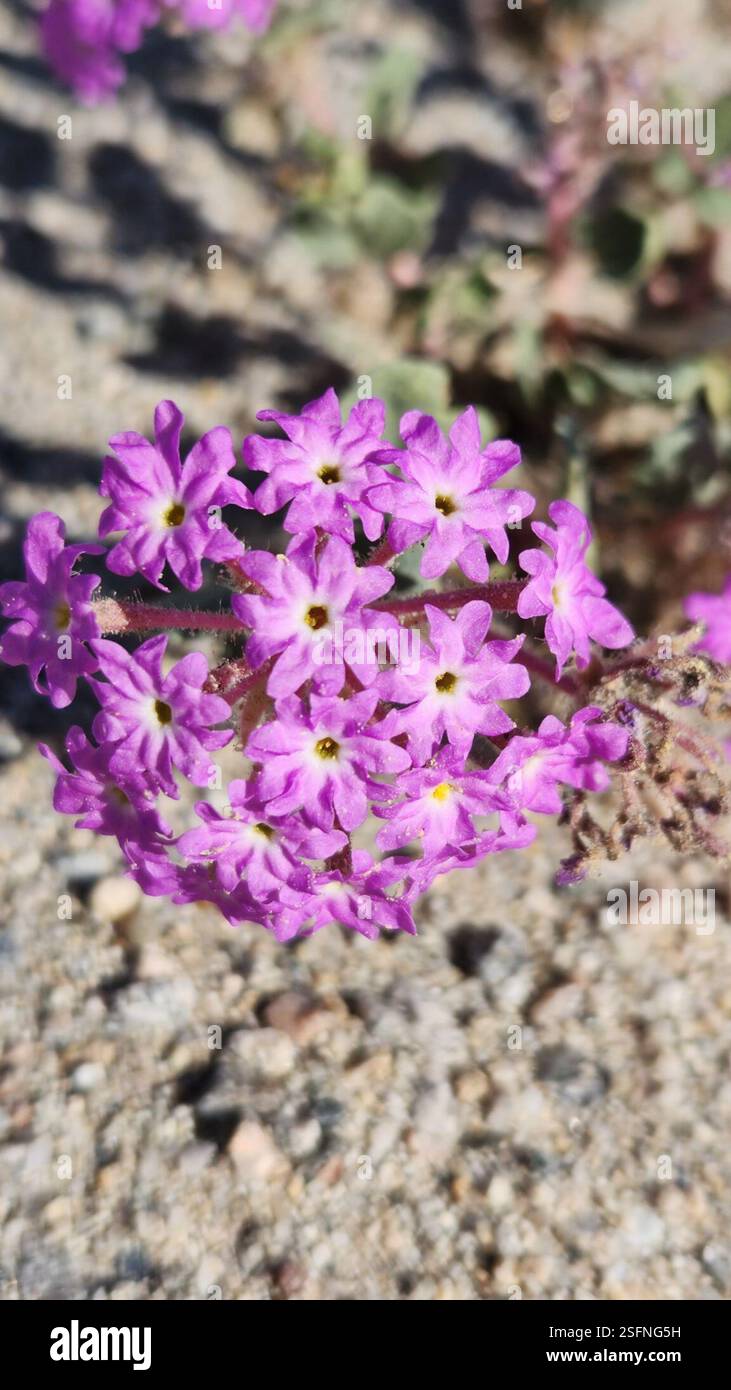 desert sand verbena (Abronia villosa), Plantae, Riverside County, US-CA ...