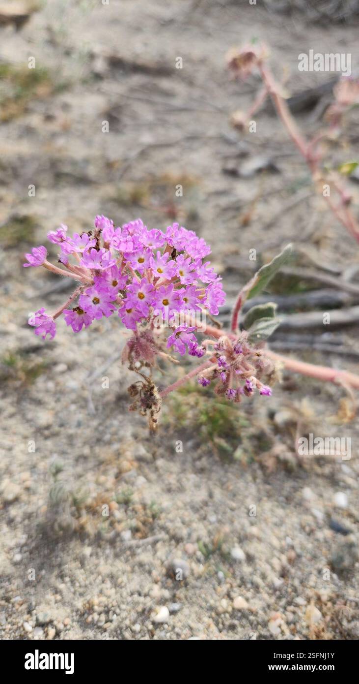 desert sand verbena (Abronia villosa), Plantae, Riverside County, CA ...