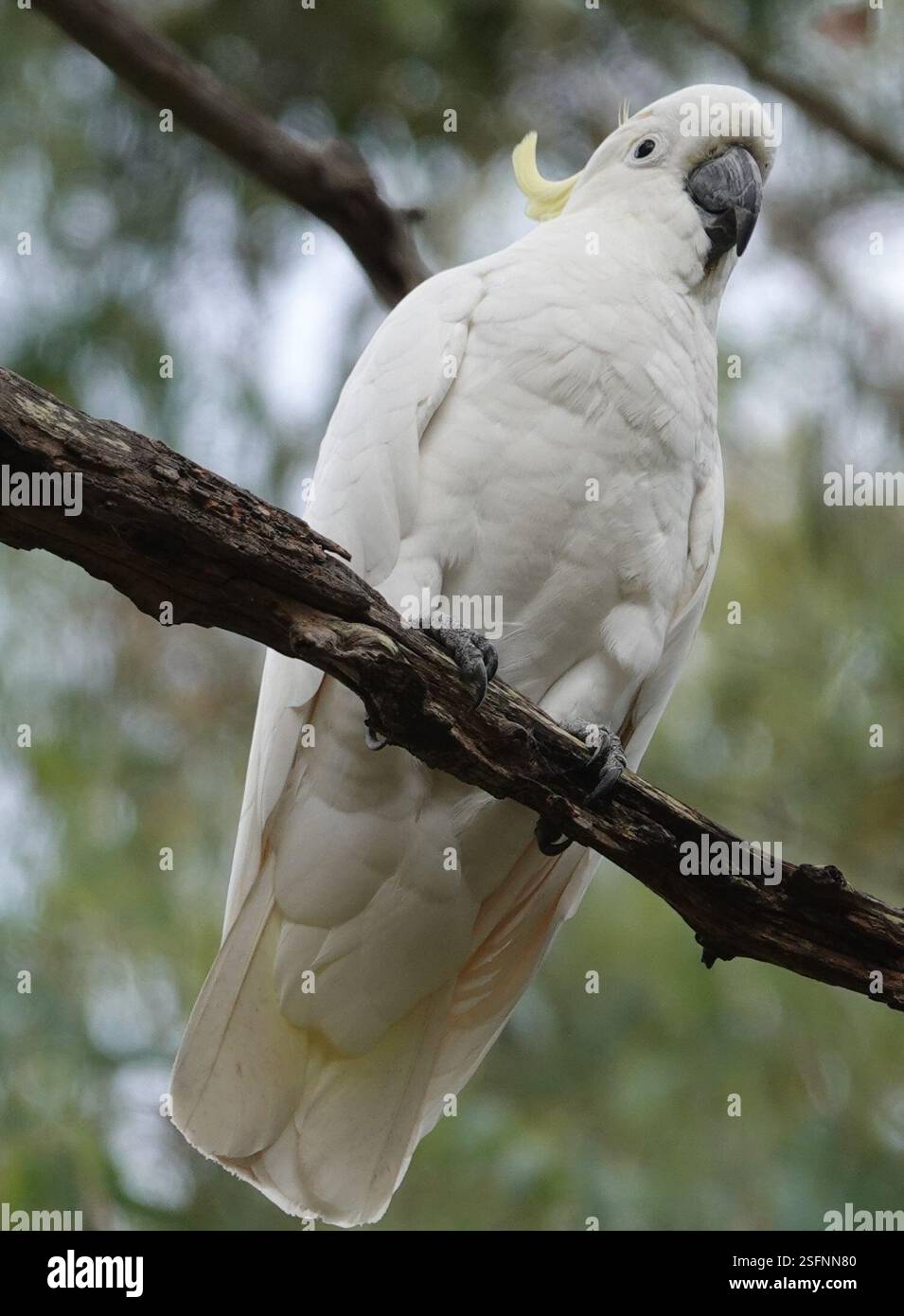 Sulphur-crested Cockatoo (Cacatua galerita), Aves, Warrandyte Community ...