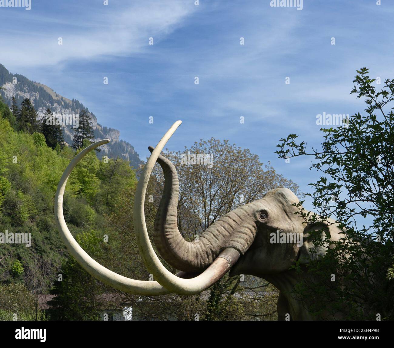 Head and tusks of a full-sized model of a mammoth at the Alpine Wildlife Park in Interlaken, Switzerland Stock Photo