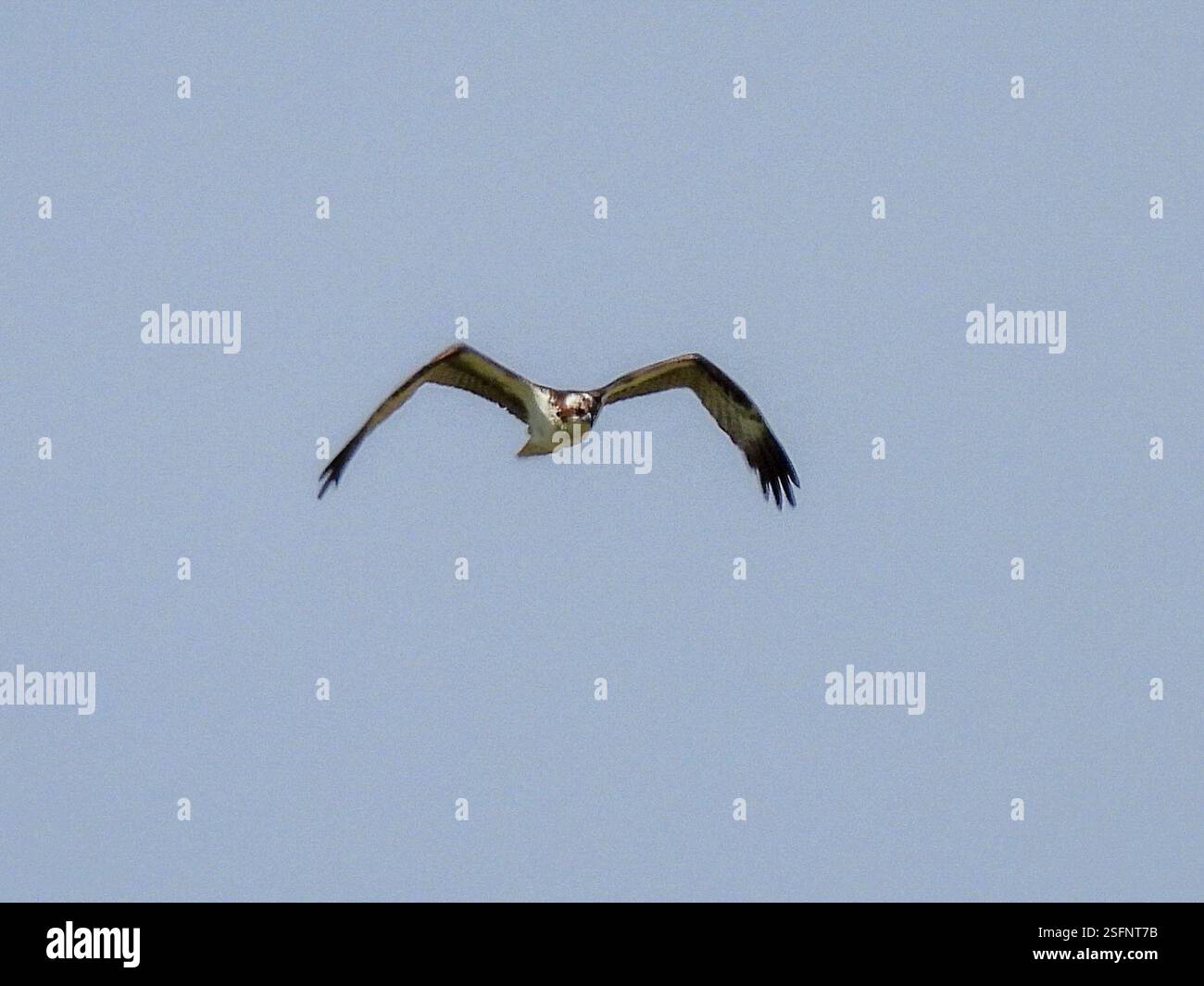 Osprey (Pandion haliaetus), Aves, Exploration Green Phase 1 Stock Photo