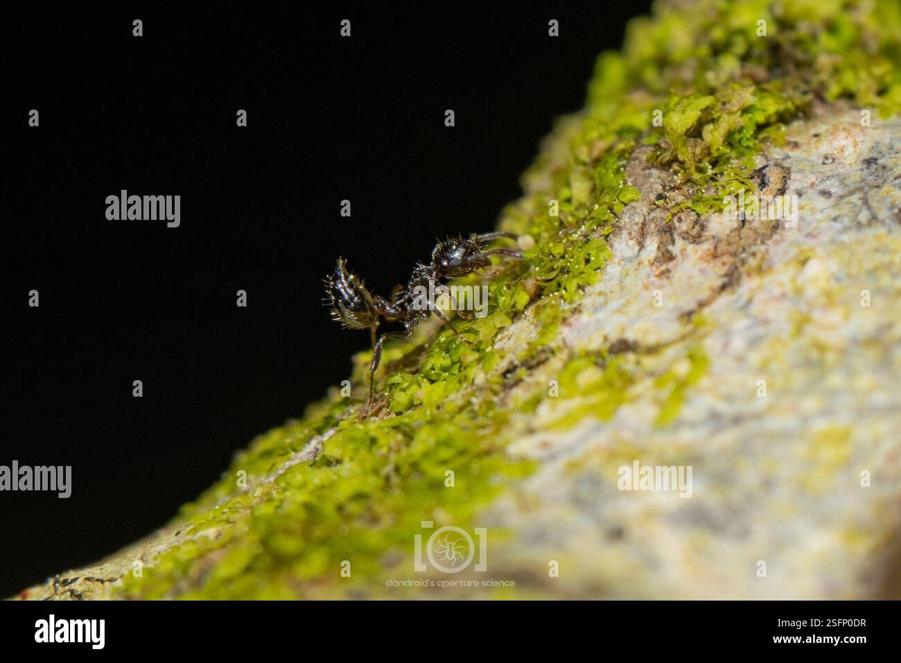 Hairy-headed Acrobat Ant (Crematogaster pilosa), Insecta, Chimney Lakes ...