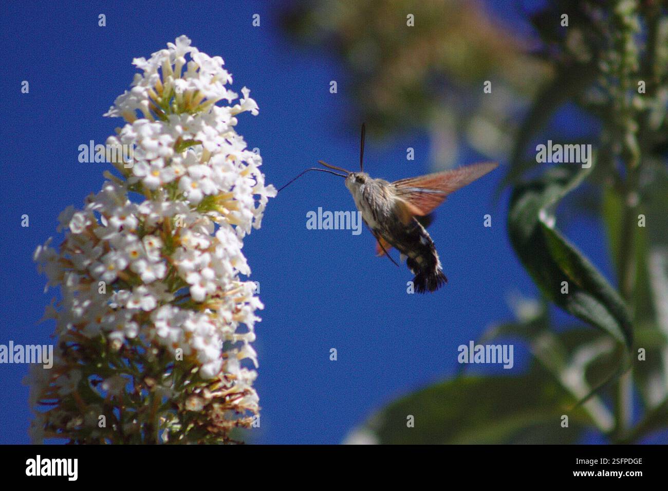 Eurasian Hummingbird Hawkmoth (Macroglossum stellatarum), Insecta ...