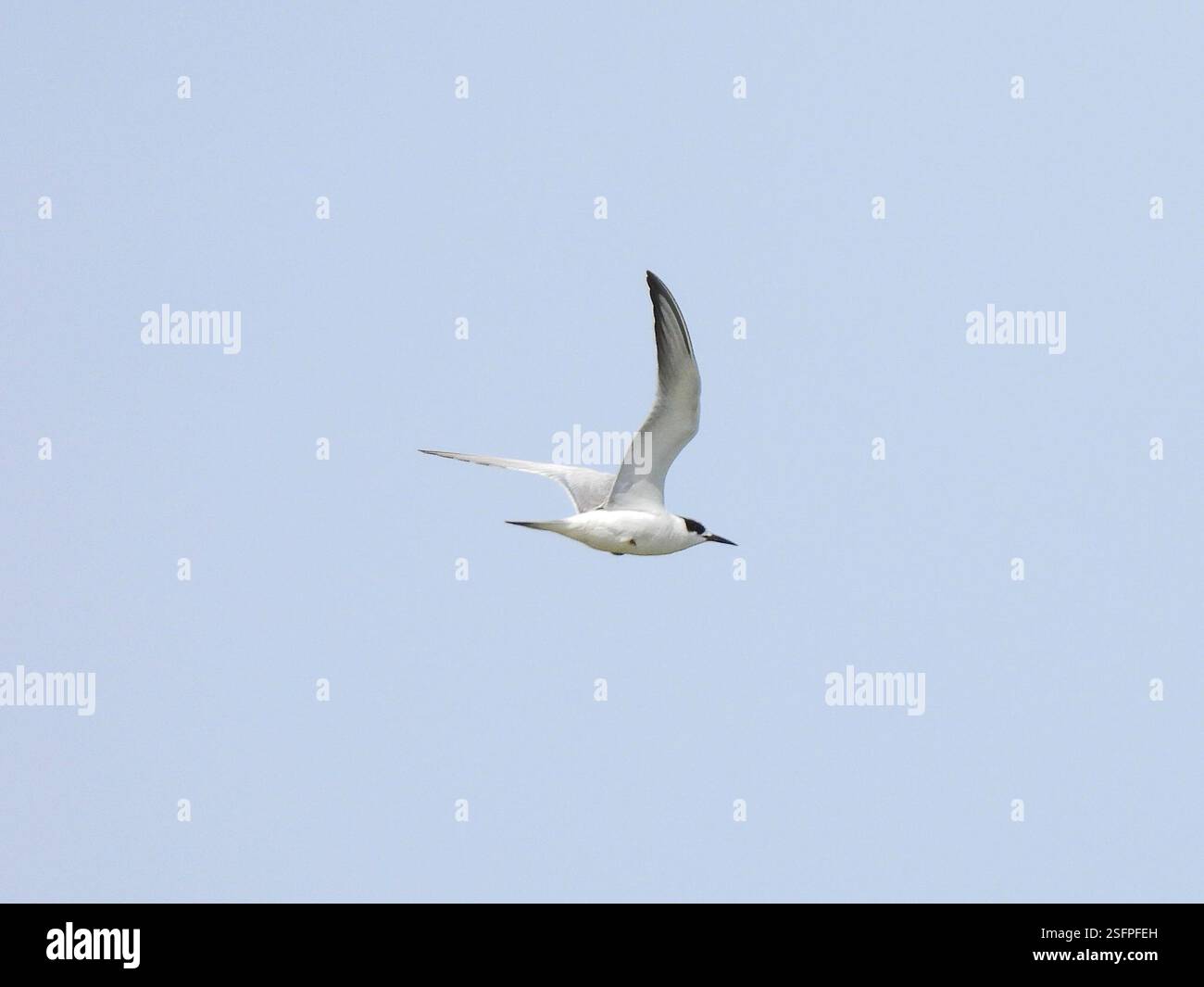Forster's Tern (Sterna forsteri), Aves, Exploration Green Phase 1 Stock