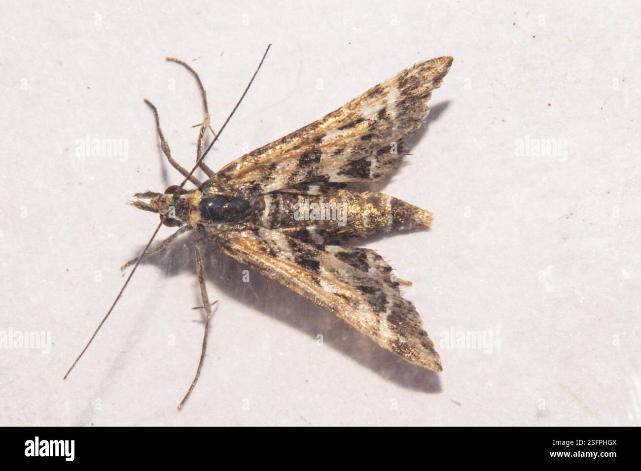 Arrowhead (Diasemia grammalis), Insecta, Dunrobin, New Zealand Stock ...