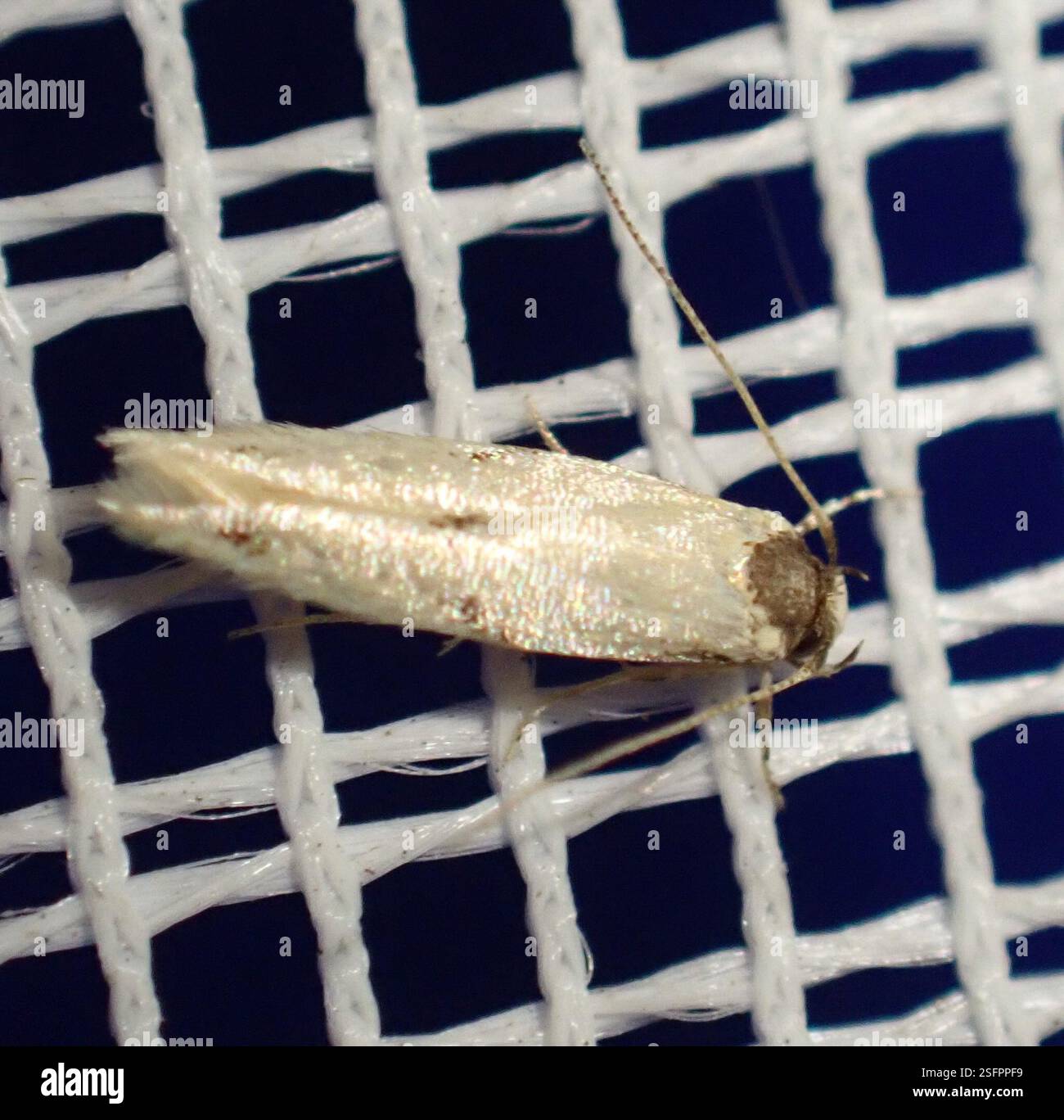 (Blastobasis), Insecta, Santo Antão, Cape Verde, CV Stock Photo - Alamy