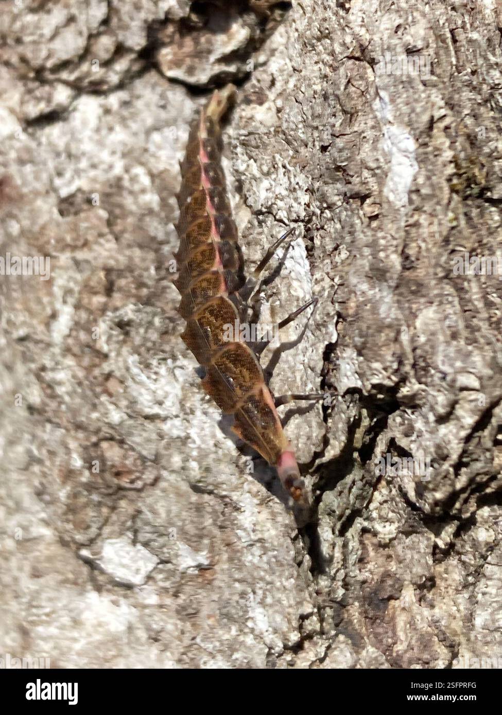 Spring Tree-Top Flasher (Pyractomena borealis), Insecta, Trafalgar, IN ...