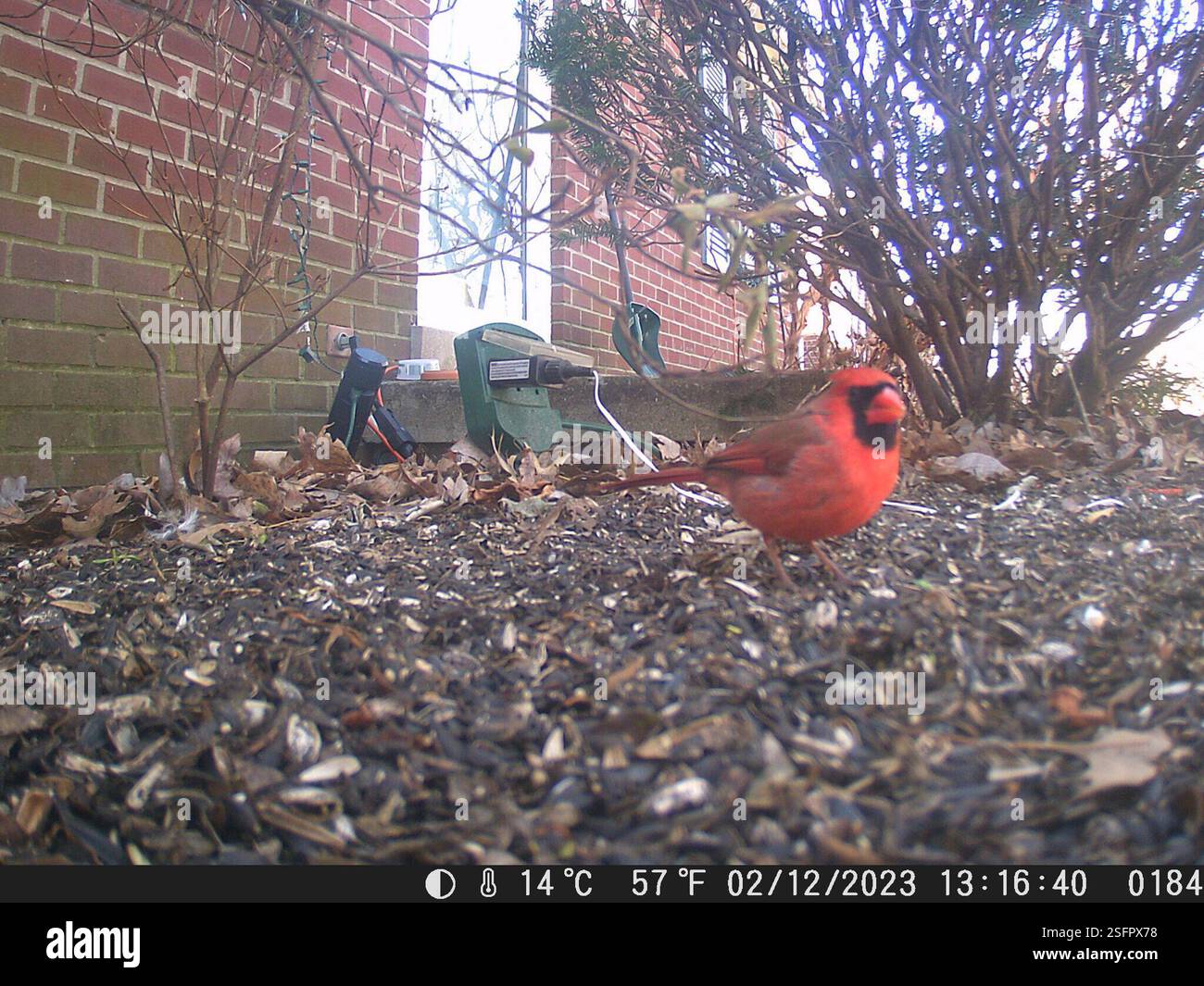 Northern Cardinal (Cardinalis cardinalis), Aves, Bob-O-Link Dr ...