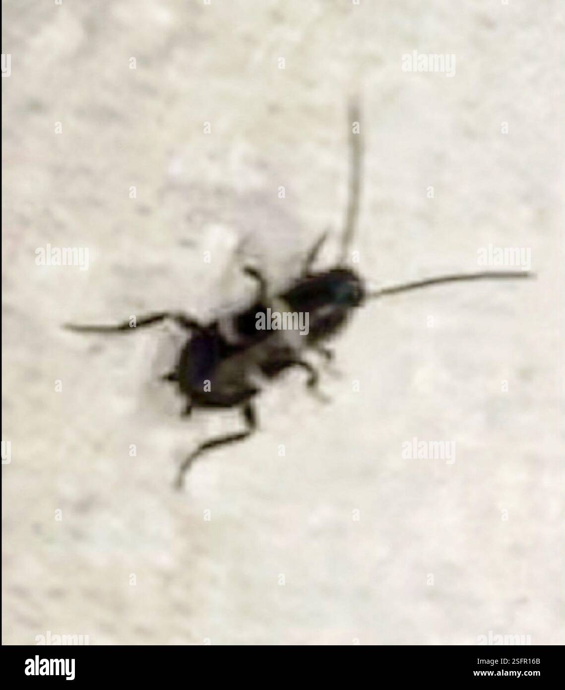 Nashville Insects Cockroaches and Termites (Blattodea), Insecta, Nashville Stock Photo ...