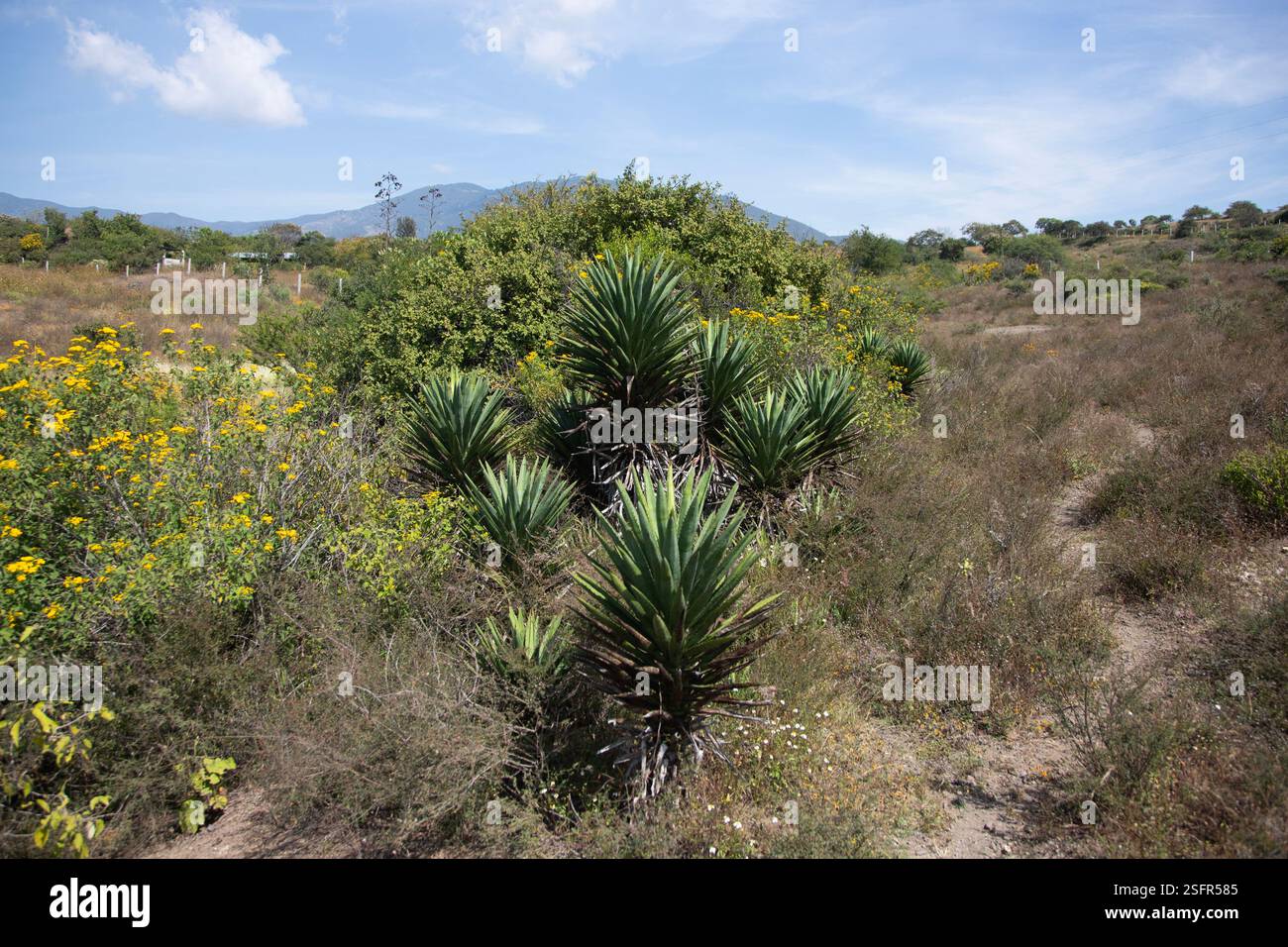 Agave karwinskii hi-res stock photography and images - Alamy