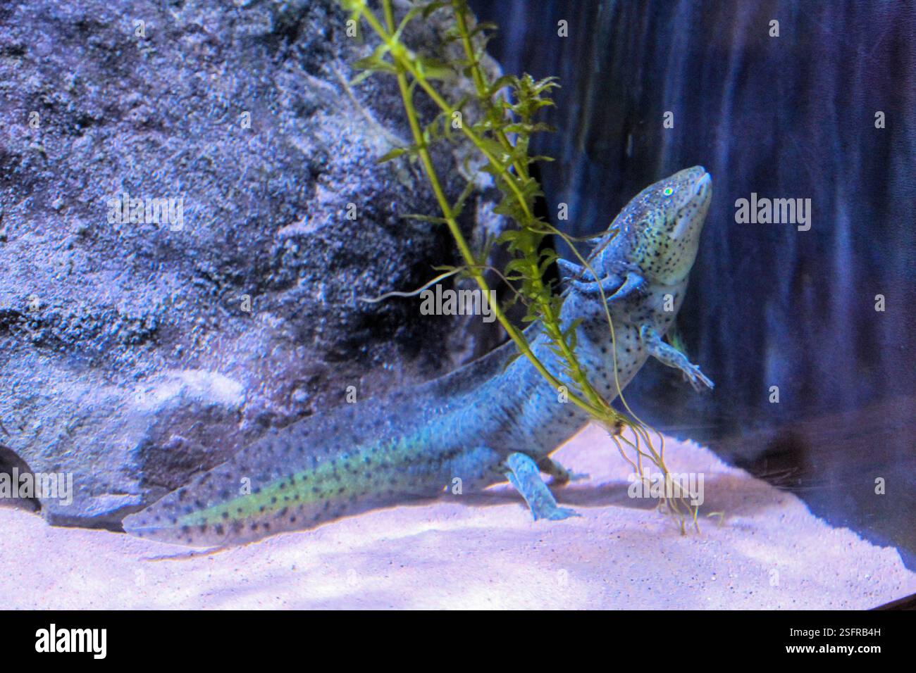 Blue amphibian stands near rocks and plants in aquarium setting Stock ...