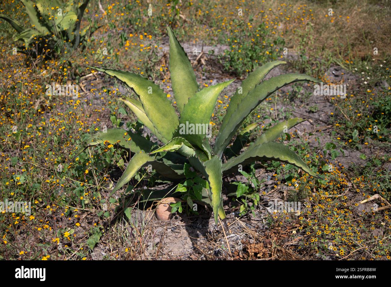 Agave marmorata hi-res stock photography and images - Alamy