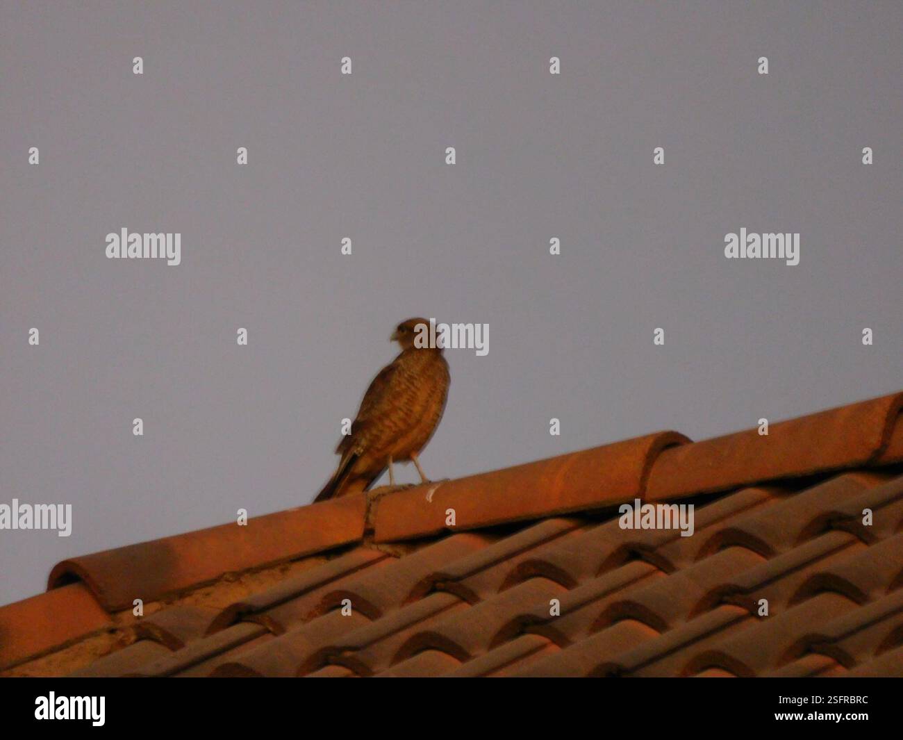 Chimango Caracara (Daptrius chimango), Aves, PJ1077-9 De Julio / Esq ...