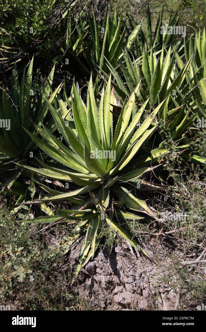 Agave jabali hi-res stock photography and images - Alamy